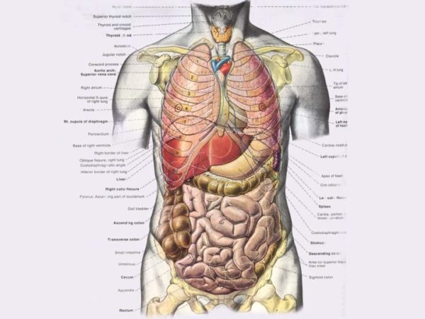 Фото расположения внутренних органов у женщин. Внутренние органы человека. Внутренние органы человека со спины. Анатомия человека внутренние органы со спины. Расположение внутренних органов у человека в картинках.